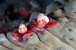 Together again. Imperial Shrimp.Shot at Mantanani Island,... by Frankie Tsen 